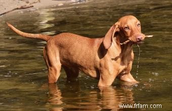 Traits et images communs de race de chien Vizsla 