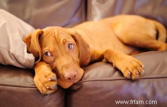 Traits et images communs de race de chien Vizsla 