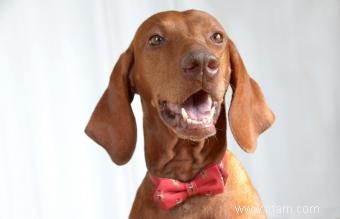 Traits et images communs de race de chien Vizsla 