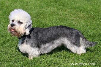 Profil de Dandie Dinmont Terrier :une race intelligente et dévouée 