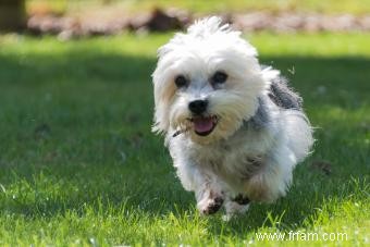 Profil de Dandie Dinmont Terrier :une race intelligente et dévouée 