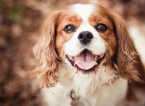 Profil de l épagneul nain anglais :fidèle avec une étincelle ludique 