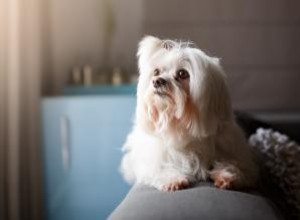 Tout ce que vous devez savoir sur le Lhassa Apso 