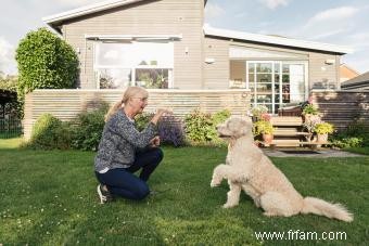 Évolution du Labradoodle et de leurs caractéristiques possibles 