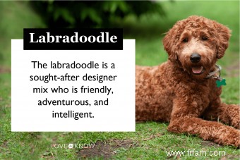 Évolution du Labradoodle et de leurs caractéristiques possibles 