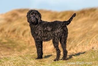 Évolution du Labradoodle et de leurs caractéristiques possibles 