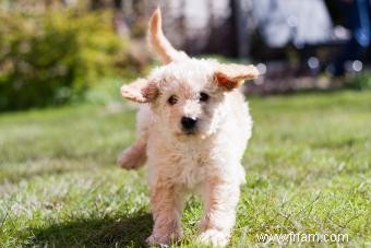 Évolution du Labradoodle et de leurs caractéristiques possibles 