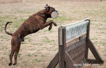 Faits fascinants sur les chiens boxeurs 