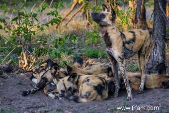 Faits en bref sur le chien sauvage d Afrique 