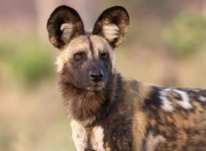 Faits en bref sur le chien sauvage d Afrique 