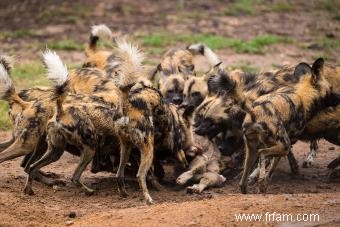 Faits en bref sur le chien sauvage d Afrique 