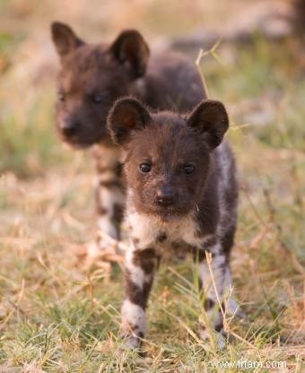 Faits en bref sur le chien sauvage d Afrique 