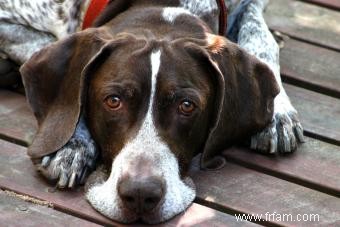 Braque allemand à poil court :profil de ce chien sportif 