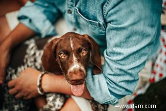 Braque allemand à poil court :profil de ce chien sportif 