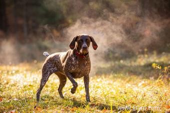 Braque allemand à poil court :profil de ce chien sportif 