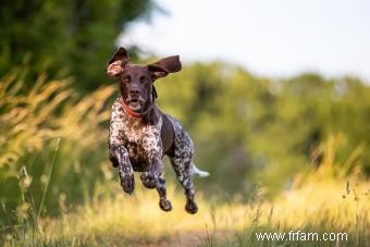 Braque allemand à poil court :profil de ce chien sportif 