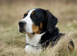Caractéristiques de la race du Grand Bouvier Suisse 