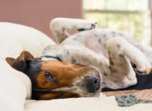 Guide du Coonhound (plus qu un fort sens de l odorat) 