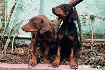 Guide de la race de chien Doberman Pinscher 