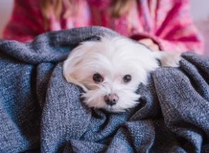 Guide du maltais (chiots minuscules mais énergiques) 