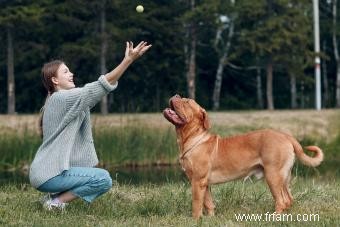 Introduction au Mastiff et à tout ce qu il a à offrir 