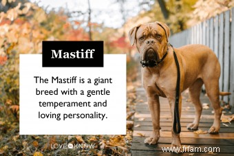 Introduction au Mastiff et à tout ce qu il a à offrir 