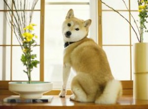 Présentation du Shiba Inu 