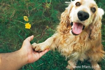 Le cocker américain est-il le chien de famille idéal ? 