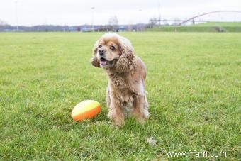 Le cocker américain est-il le chien de famille idéal ? 