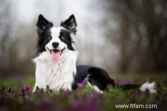 Le Border Collie est-il le compagnon canin qu il vous faut ? 