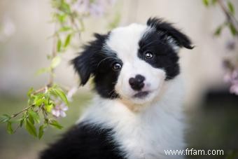 Le Border Collie est-il le compagnon canin qu il vous faut ? 