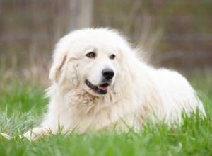Les Grandes Pyrénées vous conviennent-elles ? Explorer cette race majestueuse 