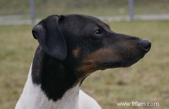 Terrier japonais :une race brillante avec une personnalité audacieuse 