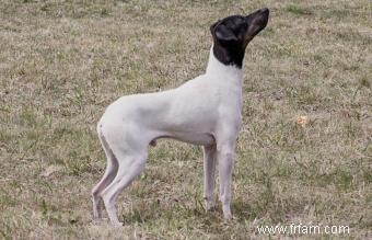 Terrier japonais :une race brillante avec une personnalité audacieuse 