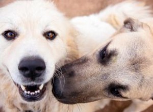 Faits clés sur la race de berger anatolien 