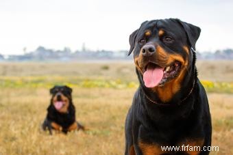 Faits clés de Rottweiler à noter à propos de cette race 