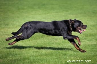 Faits clés de Rottweiler à noter à propos de cette race 