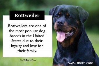 Faits clés de Rottweiler à noter à propos de cette race 