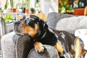 Faits clés de Rottweiler à noter à propos de cette race 