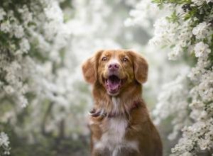 Caractéristiques clés du Duck Tolling Retriever de la Nouvelle-Écosse (avec photos) 