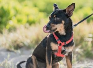 Lancashire Heeler :Une petite race vive et pleine de charme 