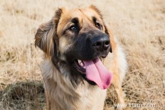 Profil de chien Léonberg :Plus de peluches qu il n y paraît 