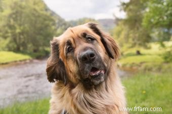 Profil de chien Léonberg :Plus de peluches qu il n y paraît 