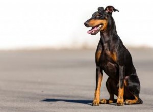 Présentation du Manchester Terrier :une race brillante et aventureuse 