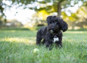 Rencontrez l adorable hybride Yorkie Poo 