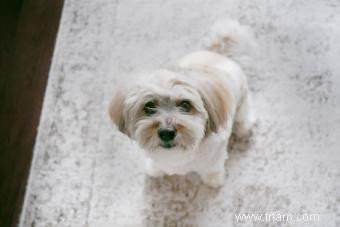 Rencontrez le Coton de Tulear:Un ajout canin joyeux 