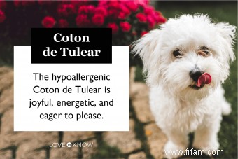 Rencontrez le Coton de Tulear:Un ajout canin joyeux 