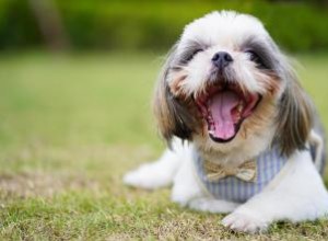 Rencontrez les Löwchen :un petit lion au cœur joueur 