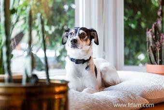 Rencontrez le Rat Terrier :un adorable compagnon pour votre famille 