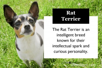 Rencontrez le Rat Terrier :un adorable compagnon pour votre famille 